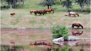 Konie mają swoje eldorado dzięki wspaniałomyślnemu muzykowi.