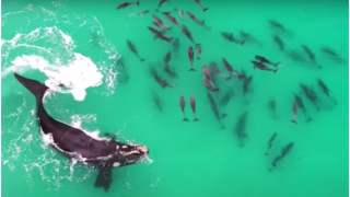 Wieloryb bawiący się z delfinami w oceanie.