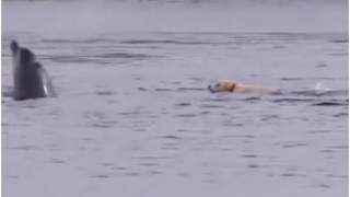 Labrador pływający ze swoim przyjacielem delfinem.