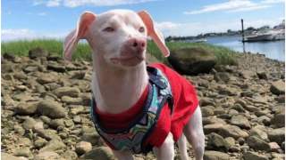 Prosiaczek został małym bohaterem