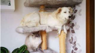 Psy potrafią zachowywać się jak koty