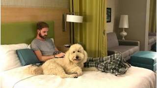 Psy ze schroniska towarzyszą hotelowym gościom.