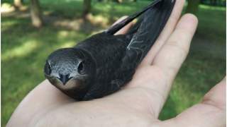 Ptaki zwane jerzykami wylatują z gniazd