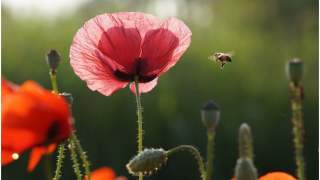 Rolnictwo staje się coraz bardziej ekologiczne
