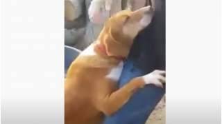 Schronisko to miejsce, którego wiele psów chciałoby uniknąć