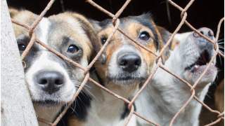 Schronisko w końcu zostało odebrane z rąk katów