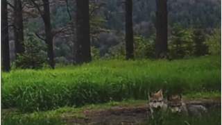 Wilczki przyłapane na zabawie