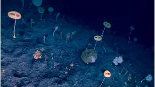 "Wspaniały kosmita" w głębinach Pacyfiku