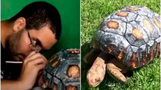 Żółw otrzymał skorupę wydrukowaną na drukarce 3D.