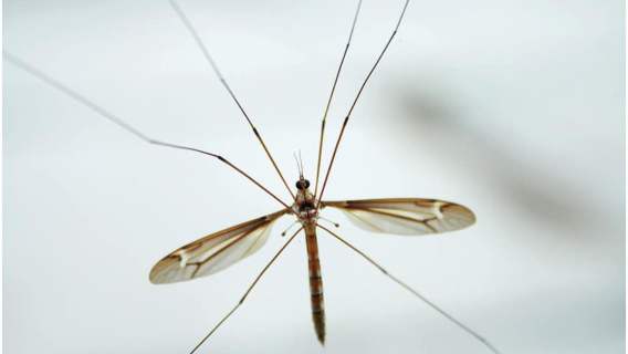 Komary są w tym roku wyjątkowo uciążliwe.