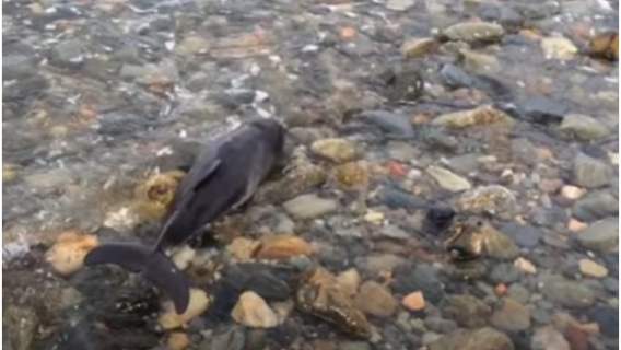 Pies ruszył na ratunek delfinowi, który utknął na brzegu
