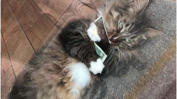 Kot z pieniędzmi