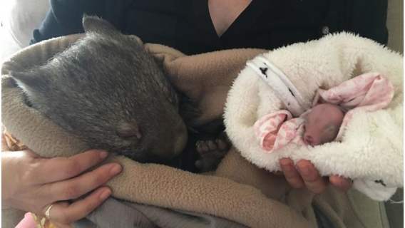 Wombat został ocalony po wypadku samochodowym