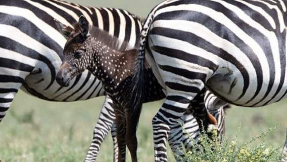 Zebra urodziła się z namaszczeniem w kropki