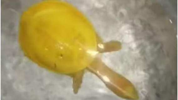 Wyjątkowo rzadki żółty żółw został znaleziony w Indiach.