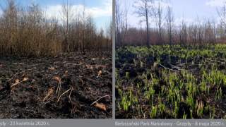 Zdjęcie przed pożarem i po pożarze w Biebrzańskim Parku Narodowym.