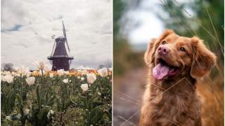 Bezdomne psy przestały być problemem Holandii