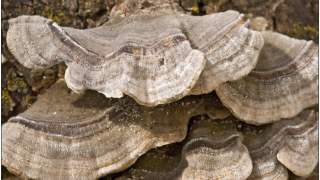 Popularny grzyb może się stać lekiem na nowotwór