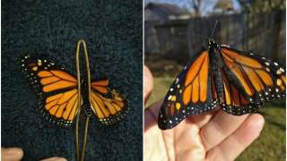 Motyl stracił fragment skrzydła