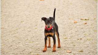 Pies pełnił funkcję kuriera podczas kwarantanny