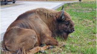 Azyl Dla Żubr&oacute;w Szewce.