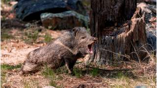 Dzik ukradł nudyście torbę z laptopem