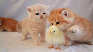 Małe kotki zaprzyjaźniły się z pisklęciem