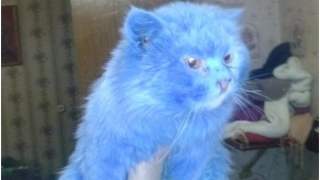 Kot, który wygląda jak postać z filmu Avatar