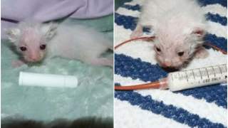 Kociak uratowany ze śmietnika