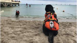 Odważny pies Otto uratował chłopca