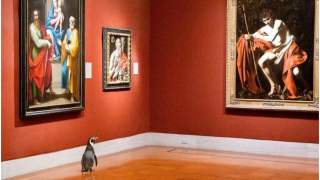 Pingwiny zwiedzają muzeum