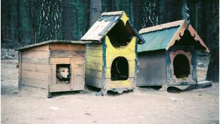 Zmiany dotyczące bezdomnych psów i kotów