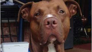 Pies uratował chłopca przed tragedią