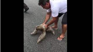 Leniwiec uzyskał od mężczyzny niezbędną pomoc.