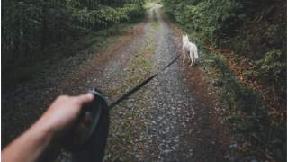 Nowe zasady dotyczące wyprowadzania psów