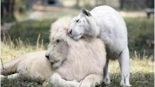 Lew i tygrysica założyły niezwykłą rodzinę