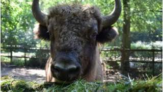 Żubr Polesław rozpoczął nowe życie