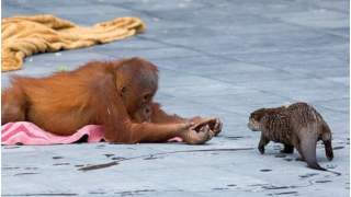 Orangutany zaprzyjaźniły się z wydrami