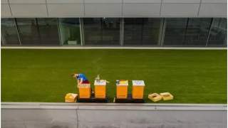 Pszczoły na dachu ekskluzywnego salonu samochodowego