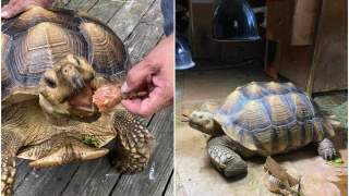 Żółw słuchający muzyki