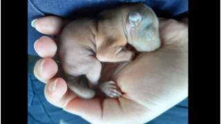 Niesamowity zwierzak znaleziony na ulicach Warszawy