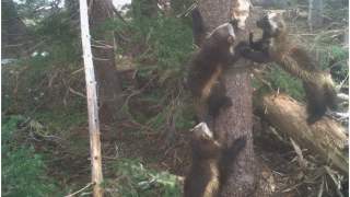 Rosomaki pojawiły się po 100 latach