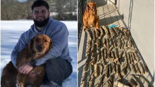 Pies zbierający kijki jest świetnym kolekcjonerem