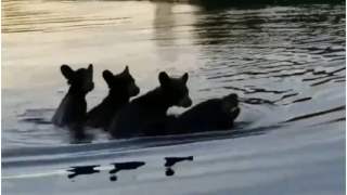 Niedźwiedzia mama płynie ze swoimi młodymi