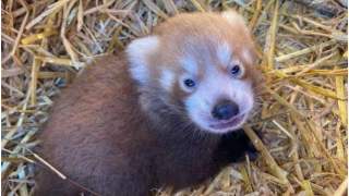 Narodziła się nowa czerwona panda