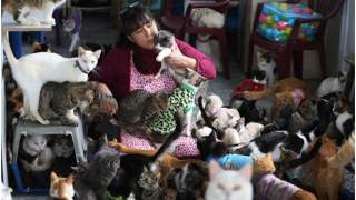 Pielęgniarka z Peru opiekuje się chorymi kotami