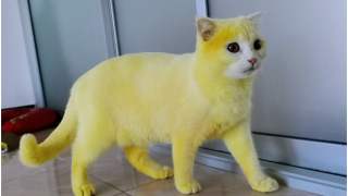 Kurkuma sprawiła, że kot wygląda jak kurczak