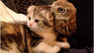Kot i sowa sa najlepszymi przyjaciółmi