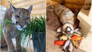 Puma w końcu znalazła kochający dom