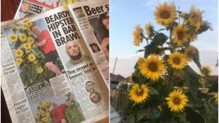 Słonecznik o 27 głowach